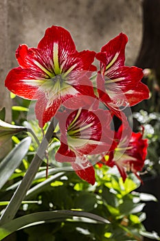 Amaryllis (Amaryllidaceae) flower photo