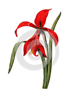 Amaryllis | Antique Flower Illustrations photo