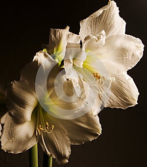 Amaryllis B