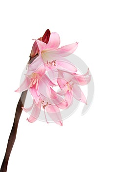 Amaryllis Belladonna