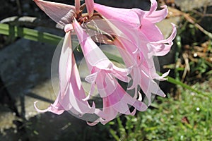 Amaryllis belladonna, Jersey lily,Belladonna-lily, Naked-lady-lily