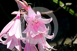 Amaryllis belladonna, Jersey lily,Belladonna-lily, Naked-lady-lily