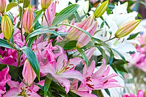 Amaryllis Belladonnas pink flowers. photo