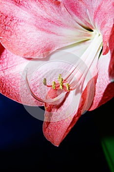 Amaryllis on black background.