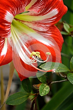 Amaryllis bloom, red and white striped