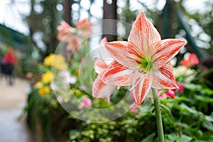 Amaryllis is blooming