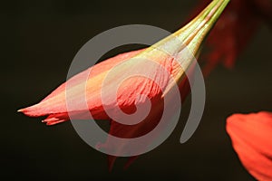 Amaryllis - Blooming Flower Background - Christmas Wish