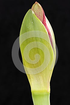 Amaryllis bud