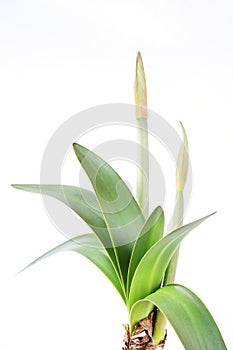 Amaryllis bud