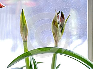 amaryllis buds bloom in spring on the windowsill