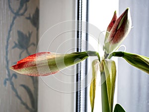 amaryllis buds bloom in spring on the windowsill