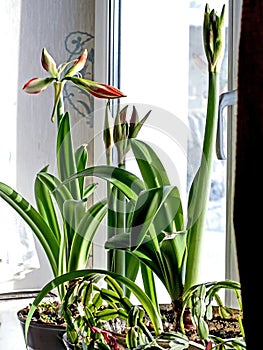 amaryllis buds bloom in spring on the windowsill