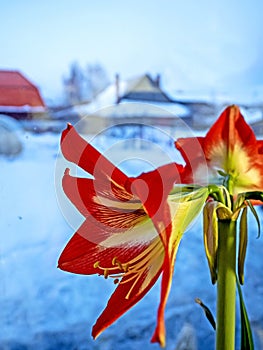 Amaryllis buds are blooming in a pot on the windowsill