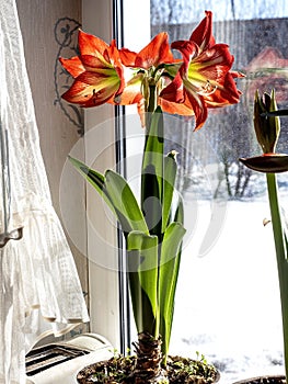 Amaryllis buds are blooming in a pot on the windowsill