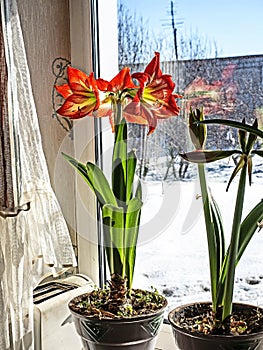 Amaryllis buds are blooming in a pot on the windowsill
