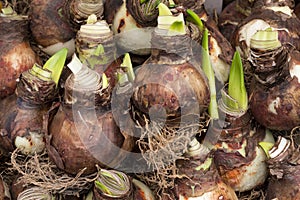 Amaryllis bulb photo