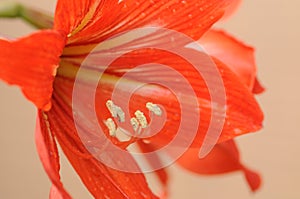 Amaryllis bulbs of red color