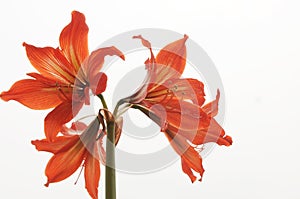 Amaryllis bulbs of red color