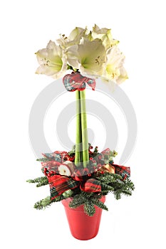 Amaryllis christmas table decoration