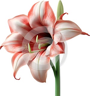 Amaryllis clipart. A cute Amaryllis flower icon. photo