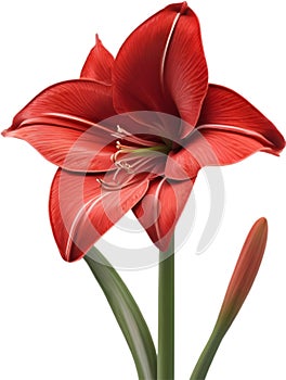 Amaryllis clipart. A cute Amaryllis flower icon. photo