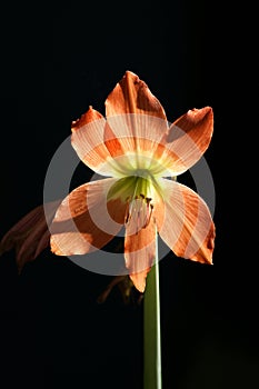 Amaryllis