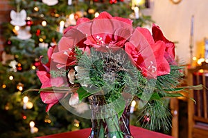 Amaryllis Christmas Flowers Arrangement in Front of Christmassy Room Decoration