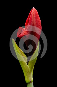 Amaryllis flower