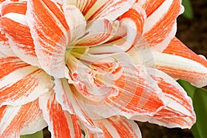 Amaryllis flower