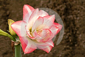 Amaryllis flower