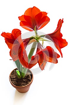 Amaryllis flower