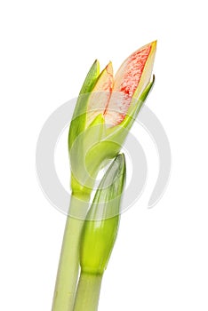 Amaryllis flower buds