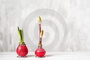 Amaryllis flower bulbs with sprouts and bud on a gray light background.