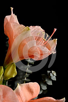 Amaryllis flower close-up in salmon color on black background photo
