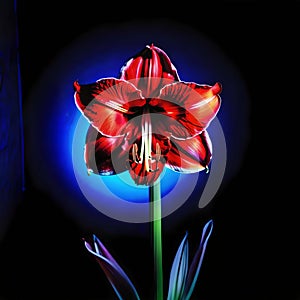 Amaryllis flower on a dark background in red blue light. Flower under neon light