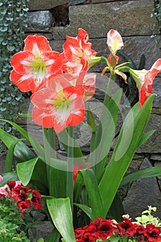 Amaryllis Flower