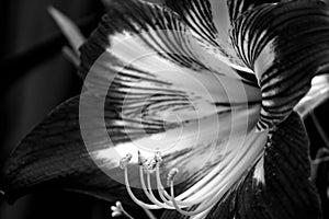 Amaryllis flower, monochrome