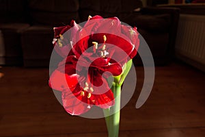 Amaryllis flower reflecting its beautiful red colors to decorate the living room