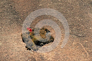 Amaryllis flower on rock mountain isolated