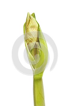 Amaryllis flowerbud isolated