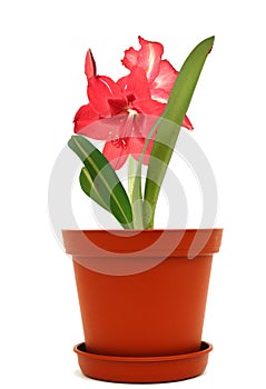 Amaryllis flowers