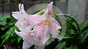 Amaryllis flowers, Hippeastrum Reticulatum in the garden