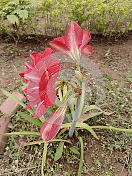 Amaryllis is the only genus in the subtribe Amaryllidinae (tribe Amaryllideae).