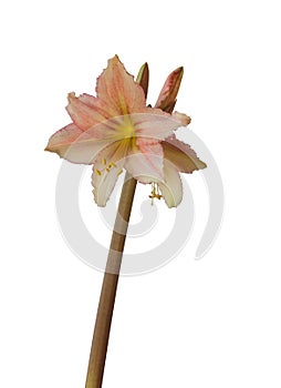 Amaryllis Hippeastrum