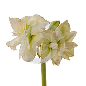 Amaryllis Hippeastrum