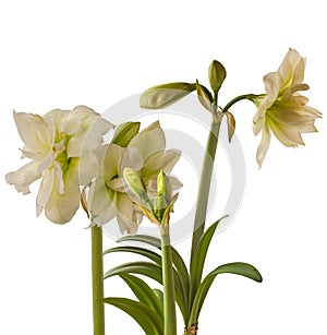 Amaryllis Hippeastrum