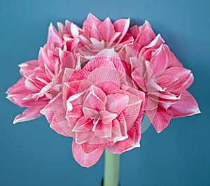 Amaryllis Hippeastrum Double Dream on the blue background