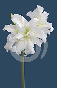 Amaryllis Hippeastrum double flowering Ice Queen