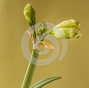 Amaryllis Hippeastrum Double  Galaxy Group