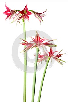 Amaryllis Hippeastrum exotic sybister close up photo